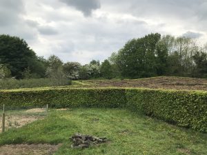 Hedges in a garden