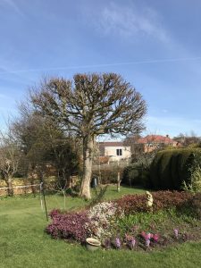 Tree in garden