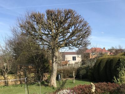 Tree in garden