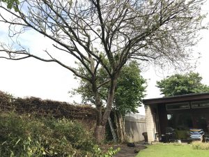 Tree in backgarden