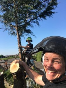 All Round Tree Care - Tree Cutting up High