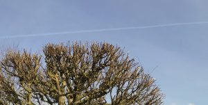 Trimmed tree