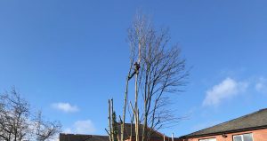 Tree in back garden