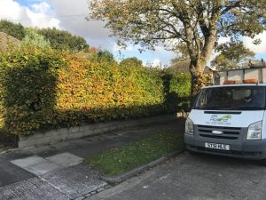 All Round Van and Trimmed Hedge
